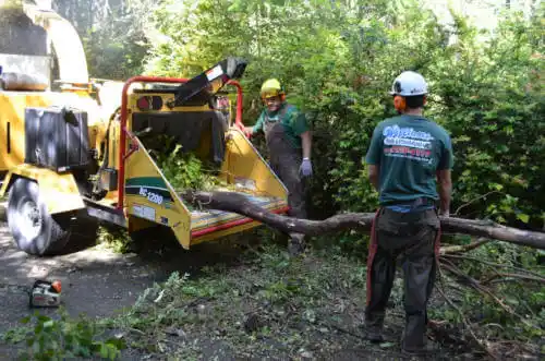 tree services Reedley